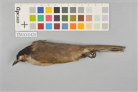 藏品(烏頭翁)的圖片